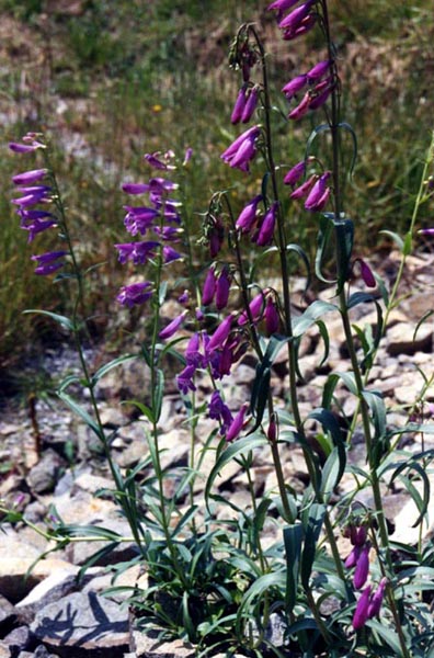 Penstemon alpinus in bloom in the limestone screes of the Rockies